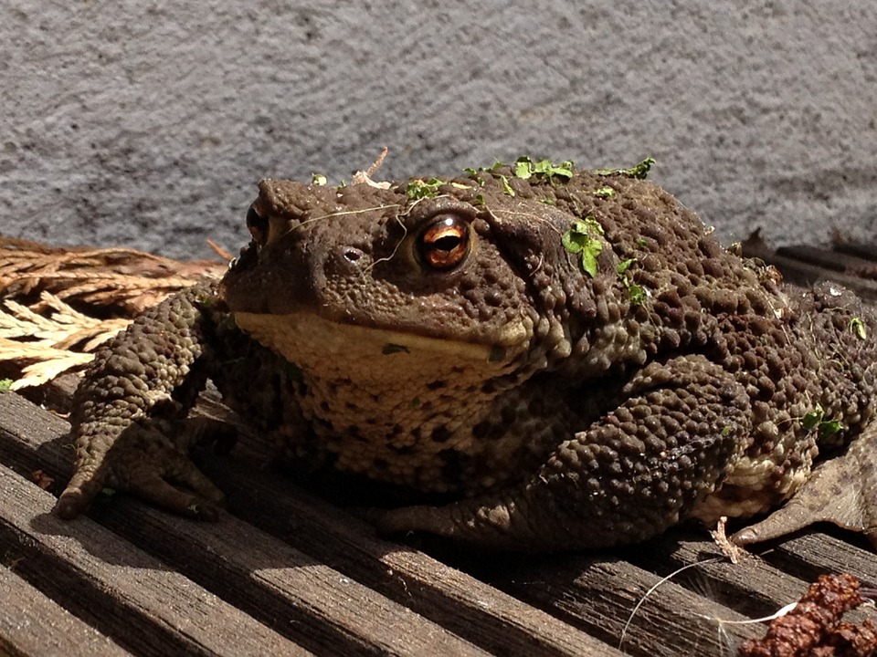 OK technically this IS a pic of a toad but c'mon; Eat the Frog people! | onetakekate.com